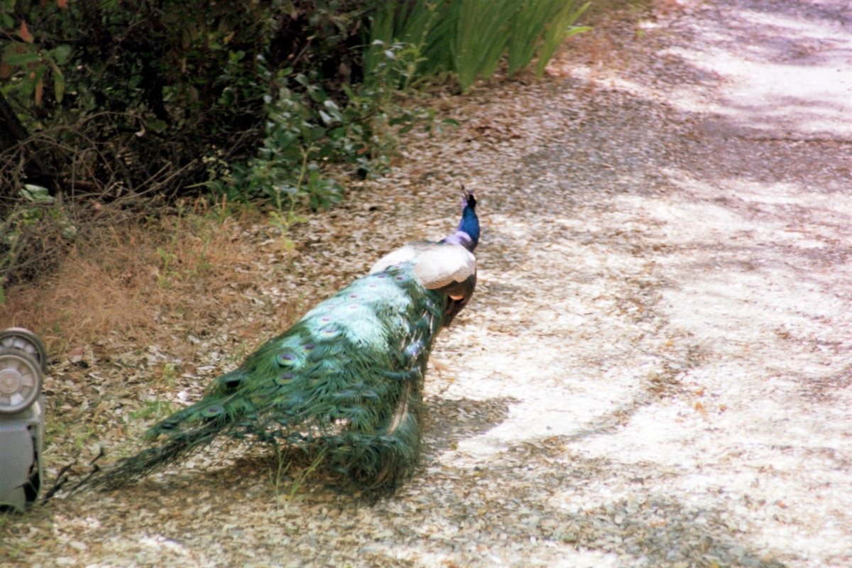 peacock
